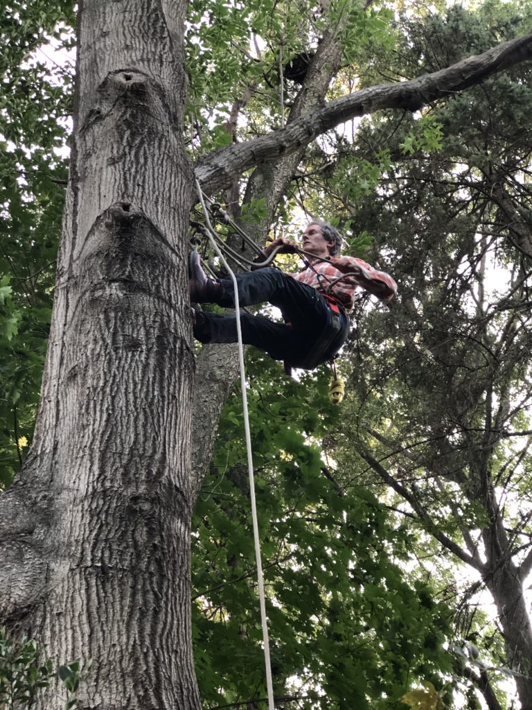 Climbing the Good Tree