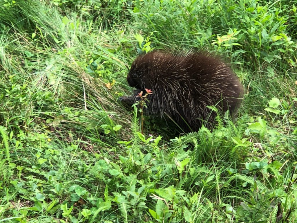 Hedgehog