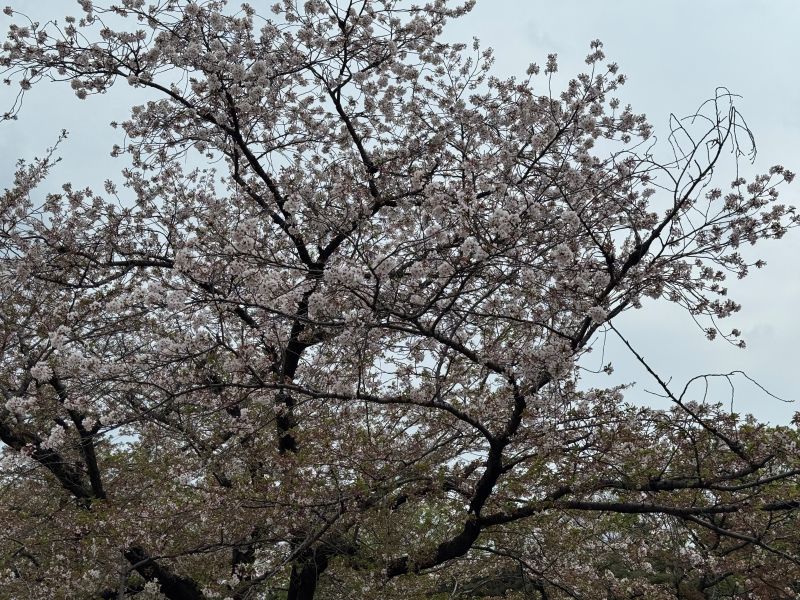 Cherry Blossom
