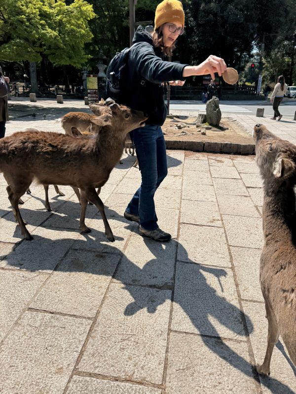 Deer, Nara