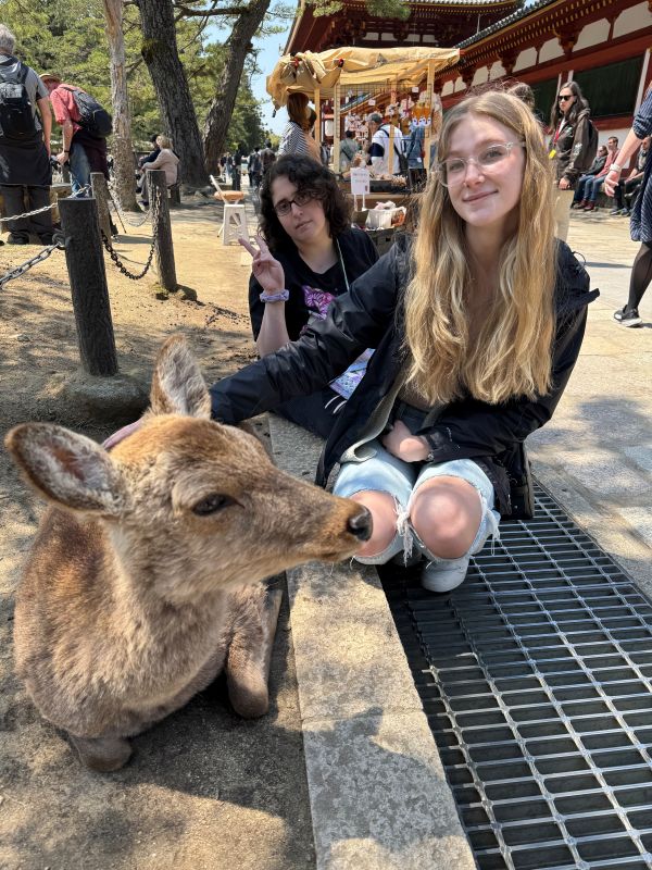 Deer, Nara