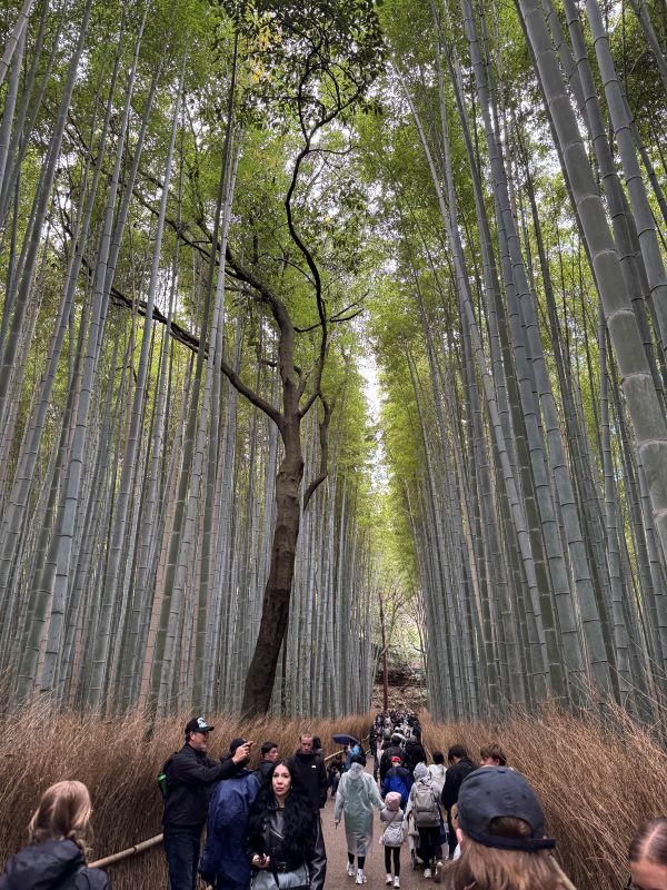 Bamboo Grove, Arashiyama Park, Kyoto