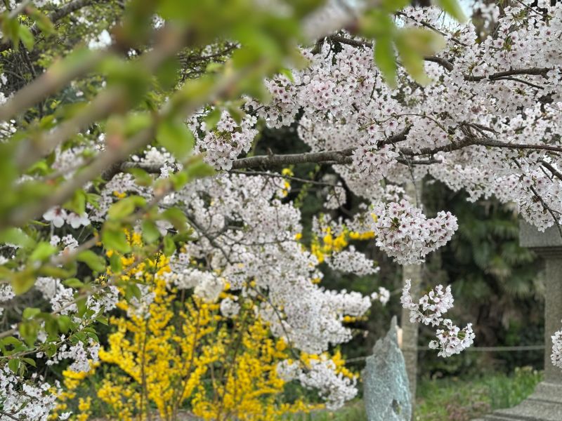 Cherry Blossoms, Tashirojima, aka Cat Island